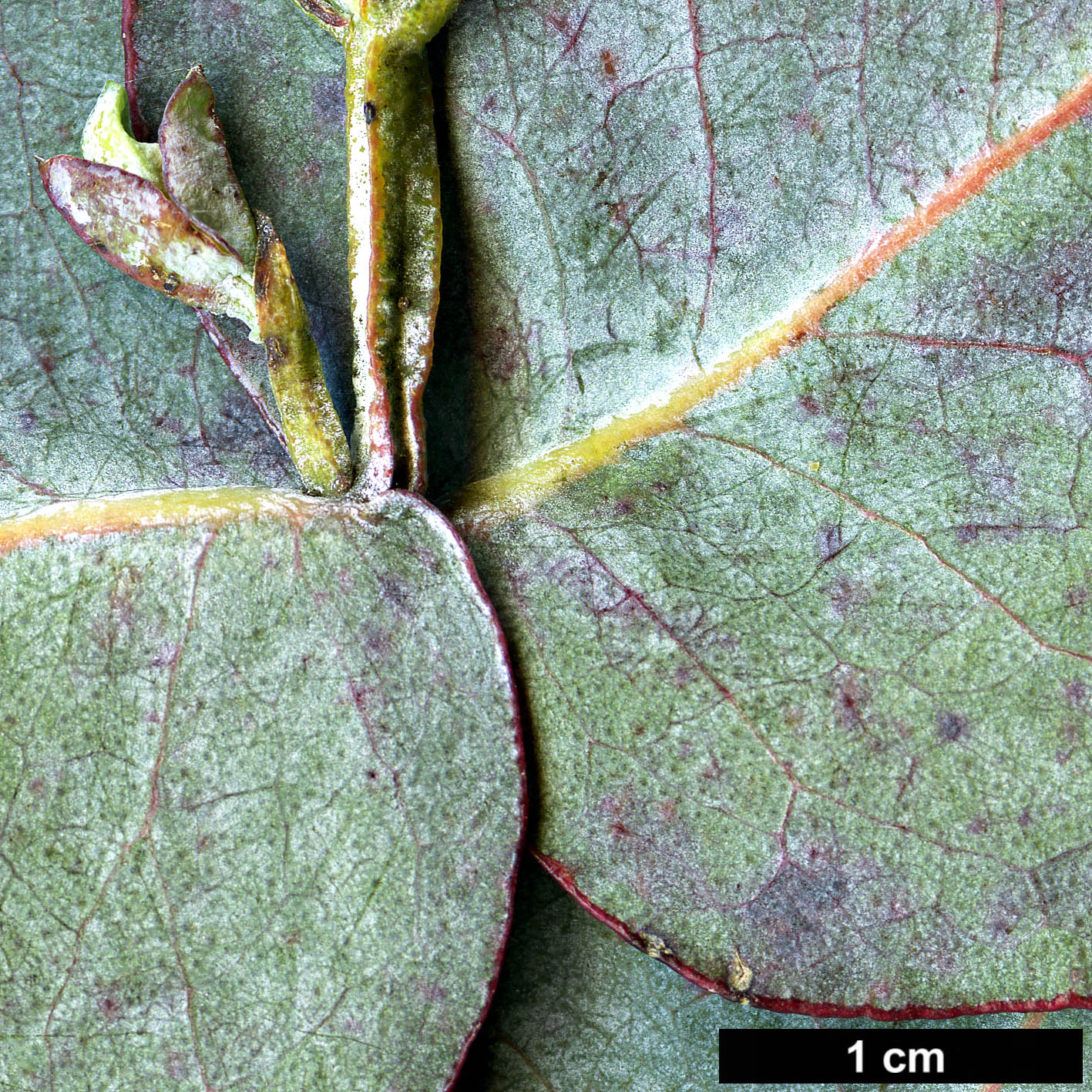 High resolution image: Family: Myrtaceae - Genus: Eucalyptus - Taxon: cordata - SpeciesSub: subsp. quadrangulosa